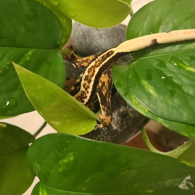 트라이 핀스트라이프