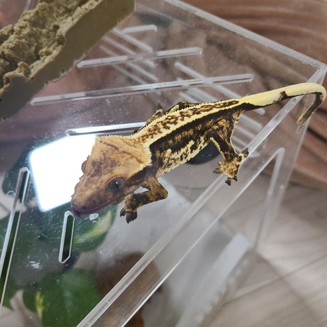 트라이 핀스트라이프