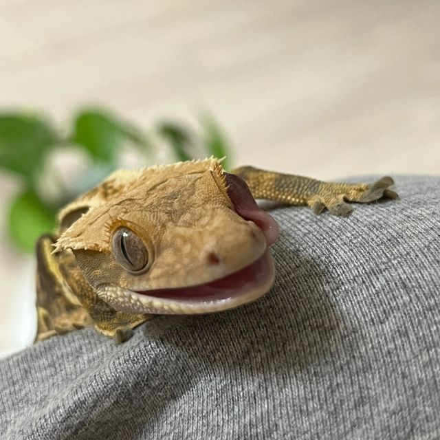 트라이 핀스트라이프