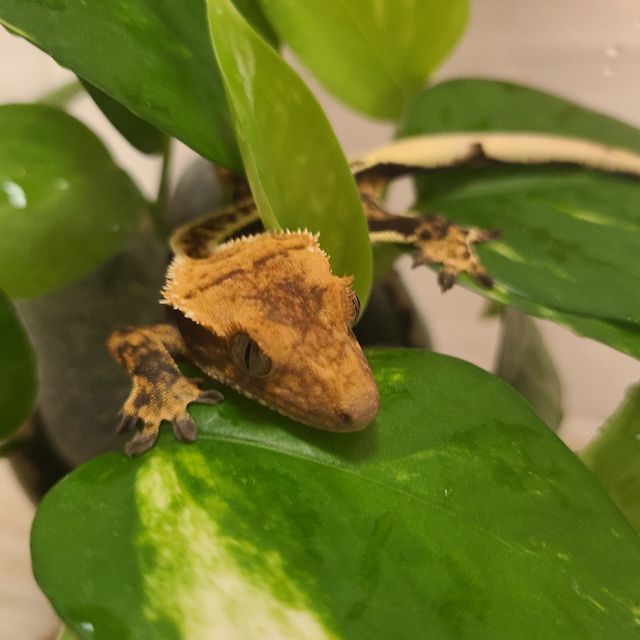 트라이 핀스트라이프