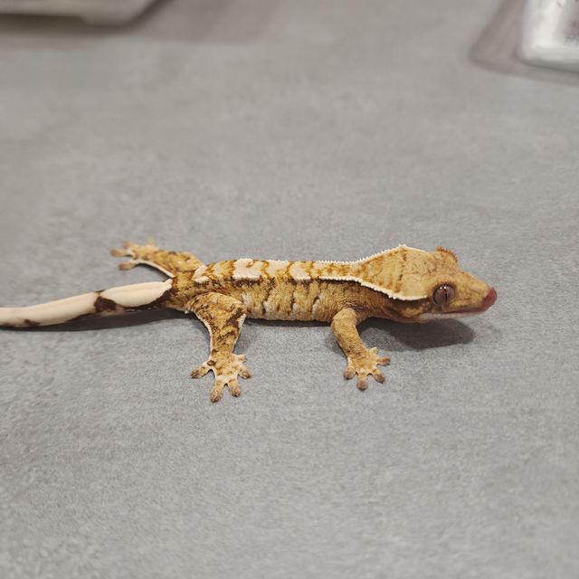 트라이 익스트림할리퀸