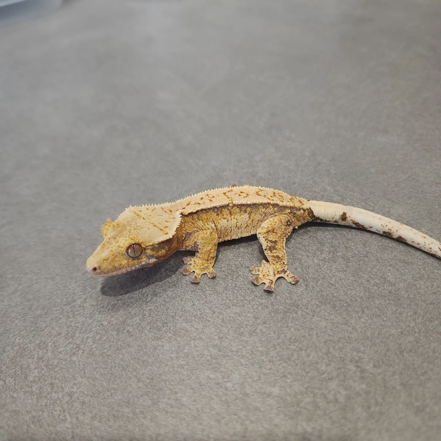 트라이 익스트림할리퀸