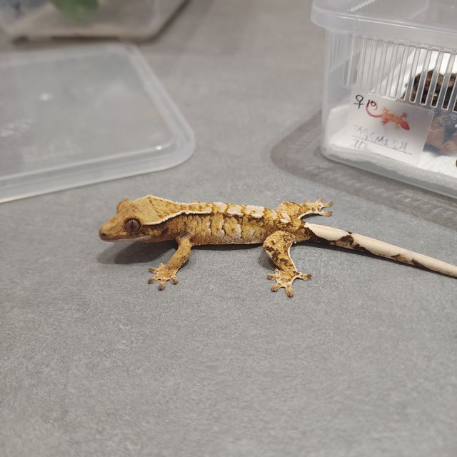 트라이 익스트림할리퀸