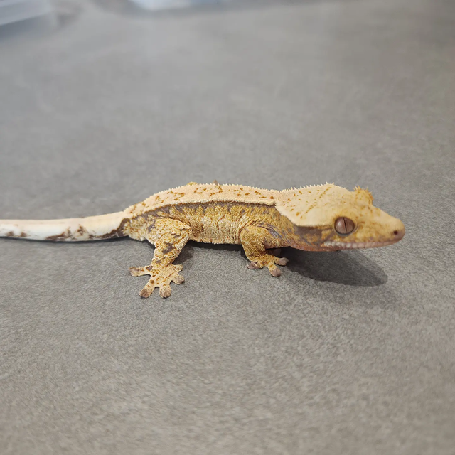 트라이 익스트림할리퀸