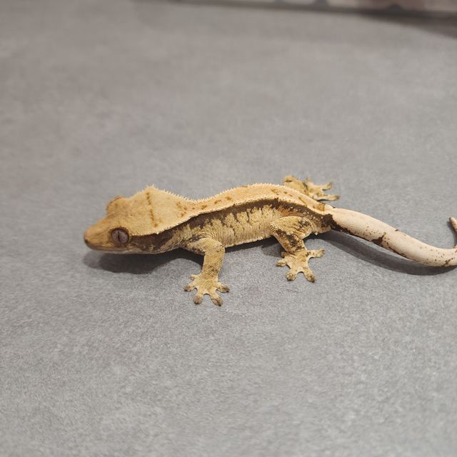 트라이 익스트림할리퀸