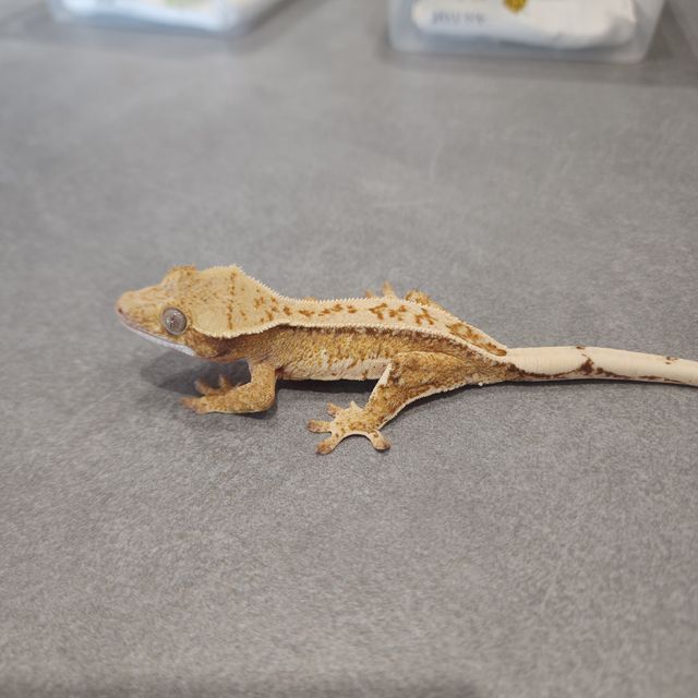 트라이 익스트림할리퀸