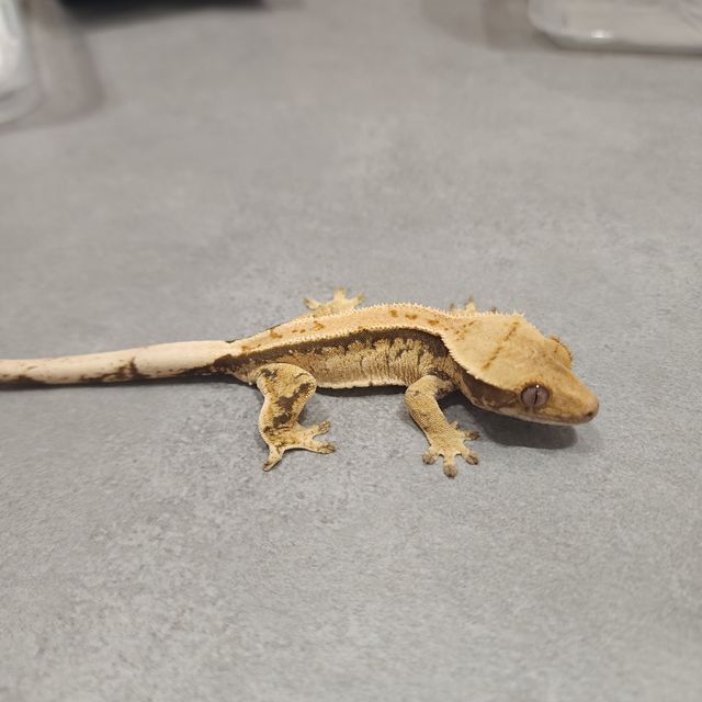 트라이 익스트림할리퀸