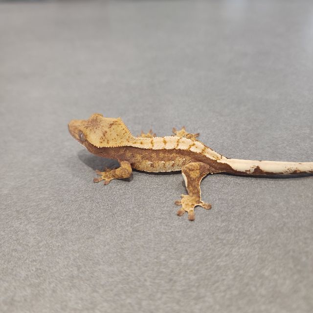 트라이 익스트림할리퀸