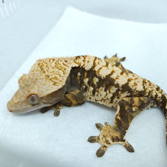 익스트림할리퀸 화이트스팟