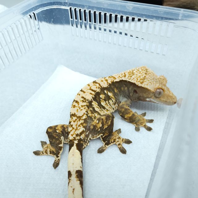 익스트림할리퀸 화이트스팟