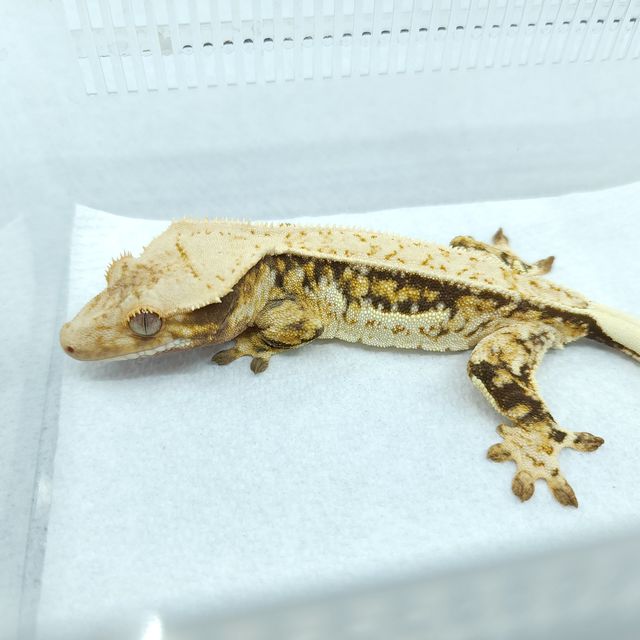 드리피 쿼드 핀스트라이프