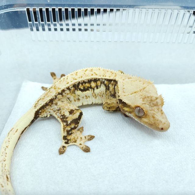 드리피 쿼드 핀스트라이프