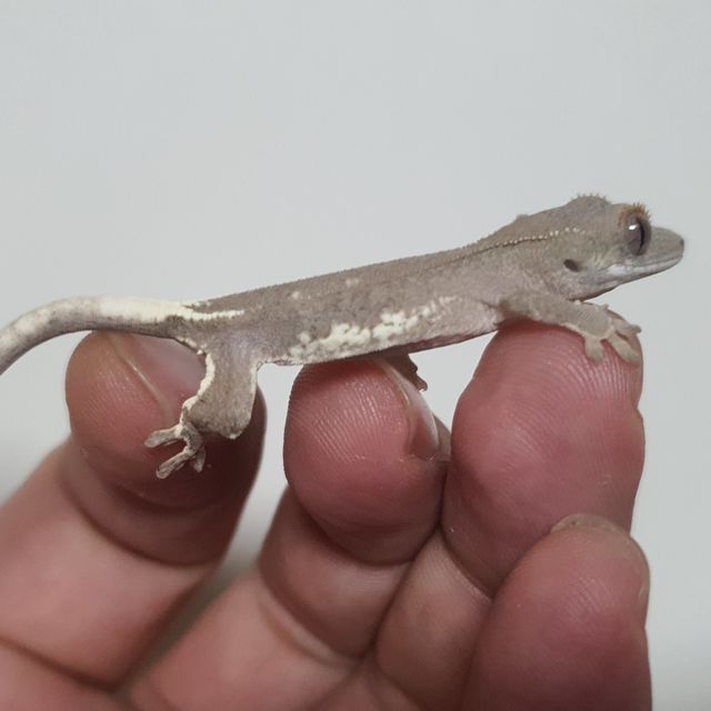 팬텀 프라푸치노