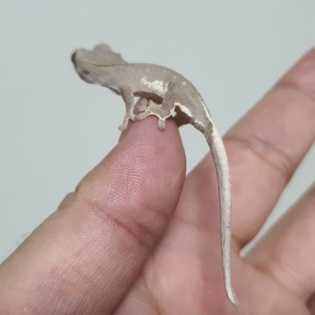 팬텀 프라푸치노