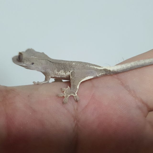 팬텀 프라푸치노