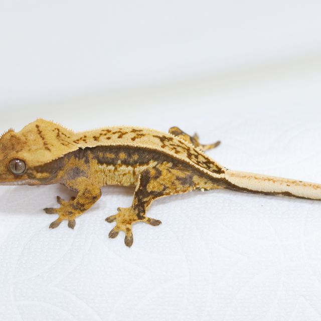 풀핀 트라이 할리퀸