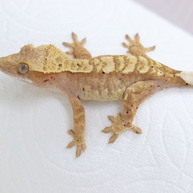 달마시안 익스트림할리퀸 레드