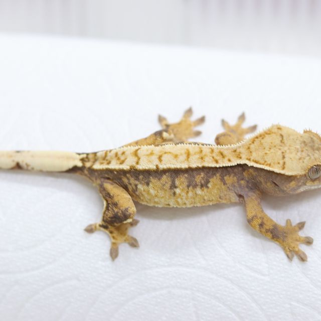 트라이 핀스트라이프 익스트림할리퀸