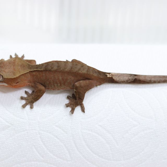 다크 레드 바이