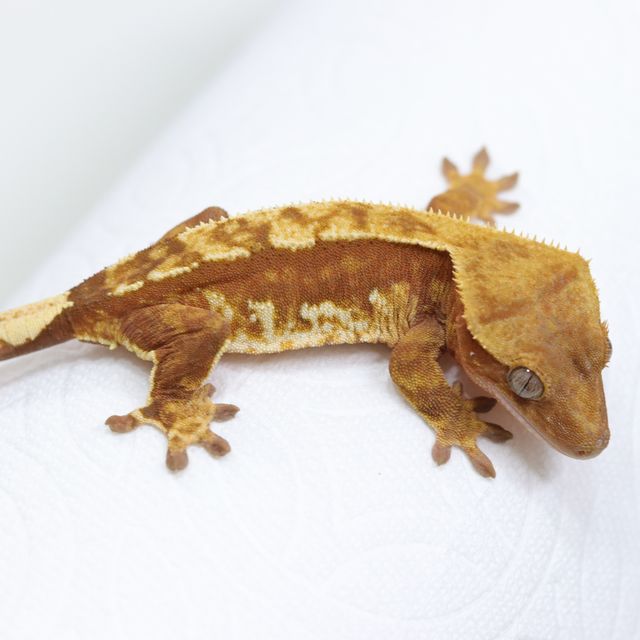 쿼드 트라이 레드