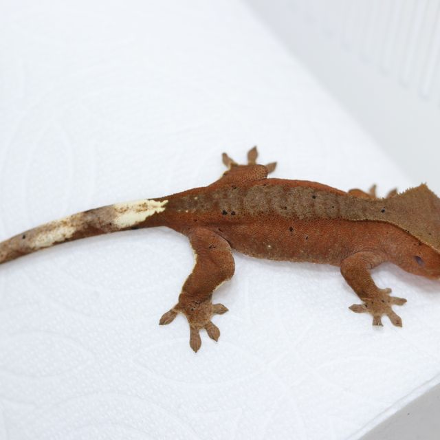 바이 레드 달마시안