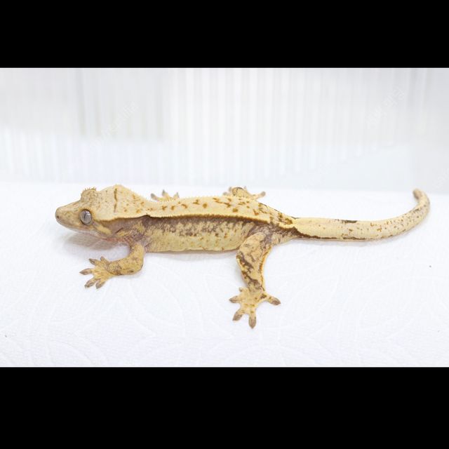 트라이 핀스트라이프