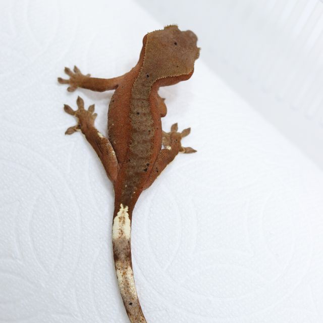 바이 레드 달마시안