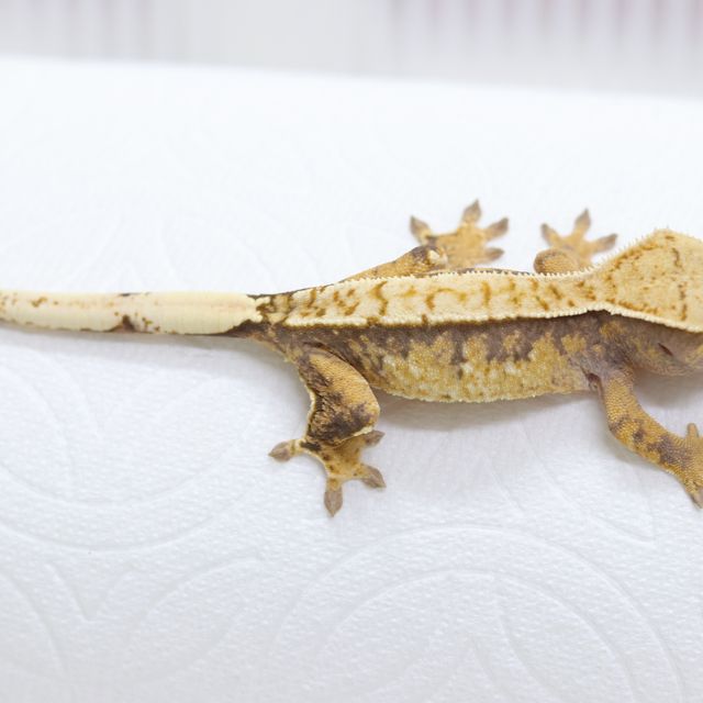 트라이 핀스트라이프 익스트림할리퀸