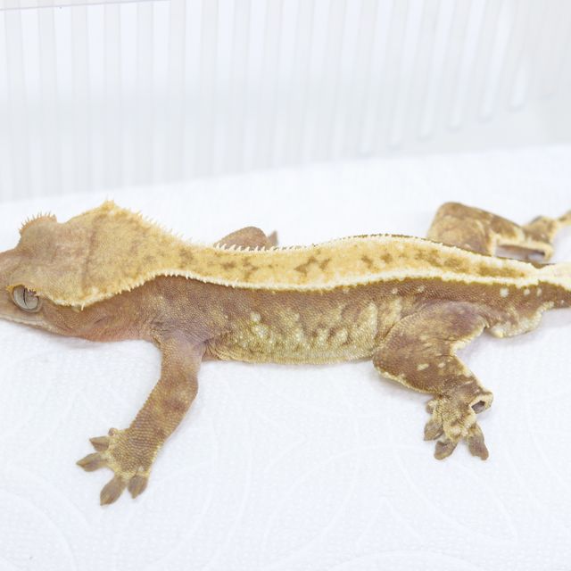 레드 트라이 할리퀸