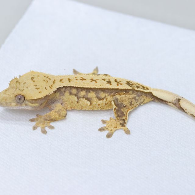 트라이 풀핀 핀스트라이프