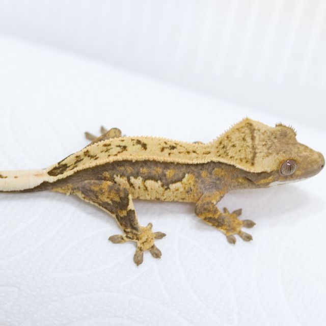 트라이 풀핀 익스트림할리퀸