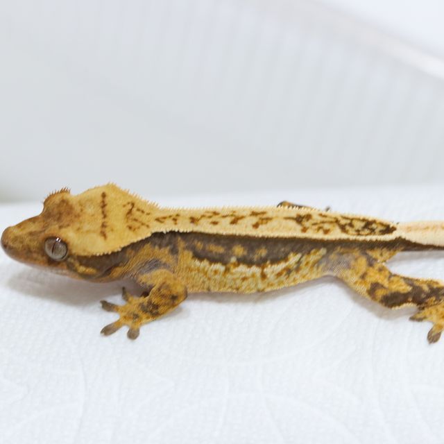 트라이 핀스트라이프 풀핀 텐저린