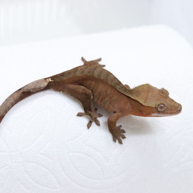 다크 레드 바이