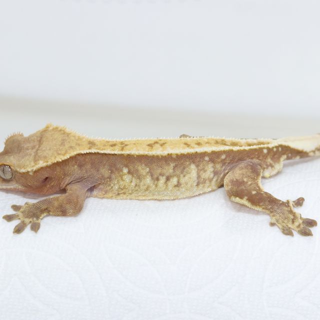 레드 트라이 할리퀸