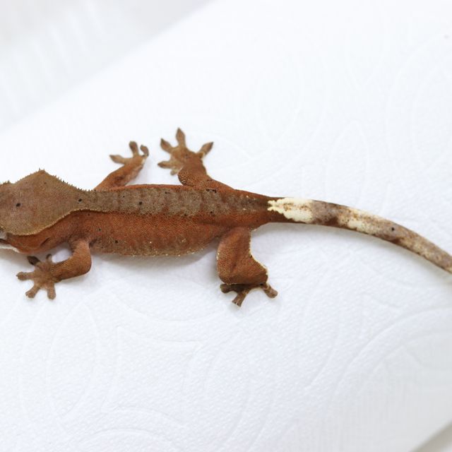 바이 레드 달마시안