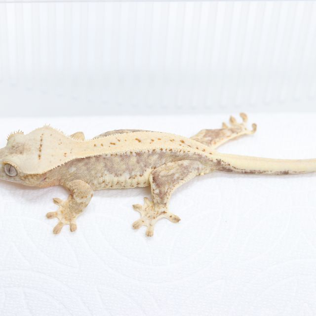 릴리화이트 크림 옐로우 크림시클