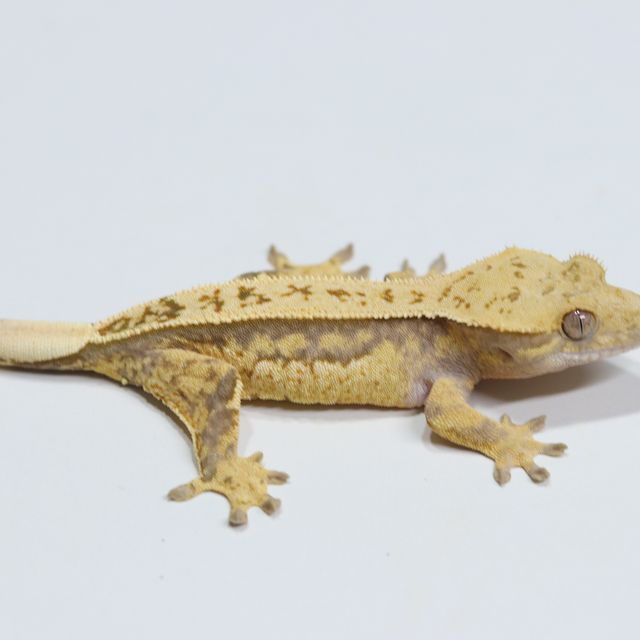 트라이 풀핀 핀스트라이프