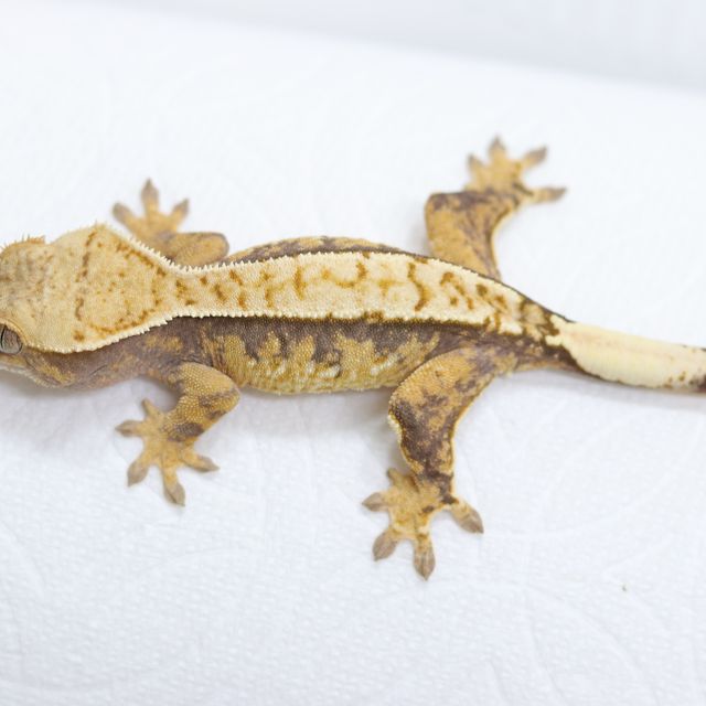 트라이 핀스트라이프 익스트림할리퀸