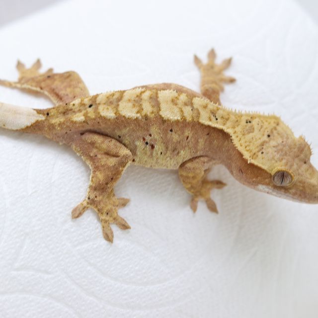 달마시안 익스트림할리퀸 레드