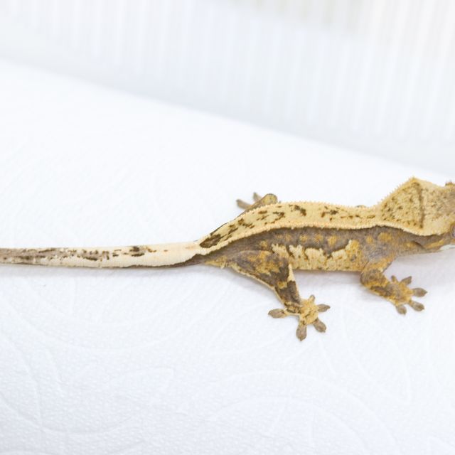 트라이 풀핀 익스트림할리퀸