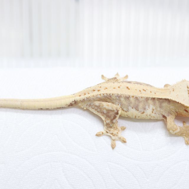 릴리화이트 크림 옐로우 크림시클