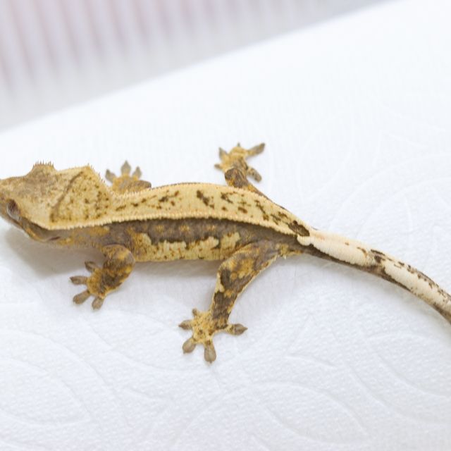 트라이 풀핀 익스트림할리퀸