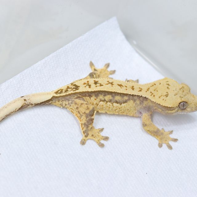 트라이 풀핀 핀스트라이프