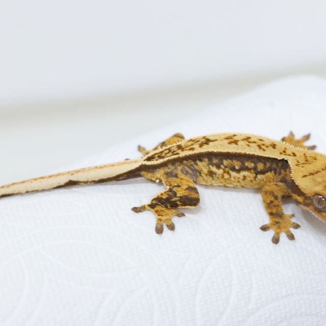 트라이 핀스트라이프 풀핀 텐저린