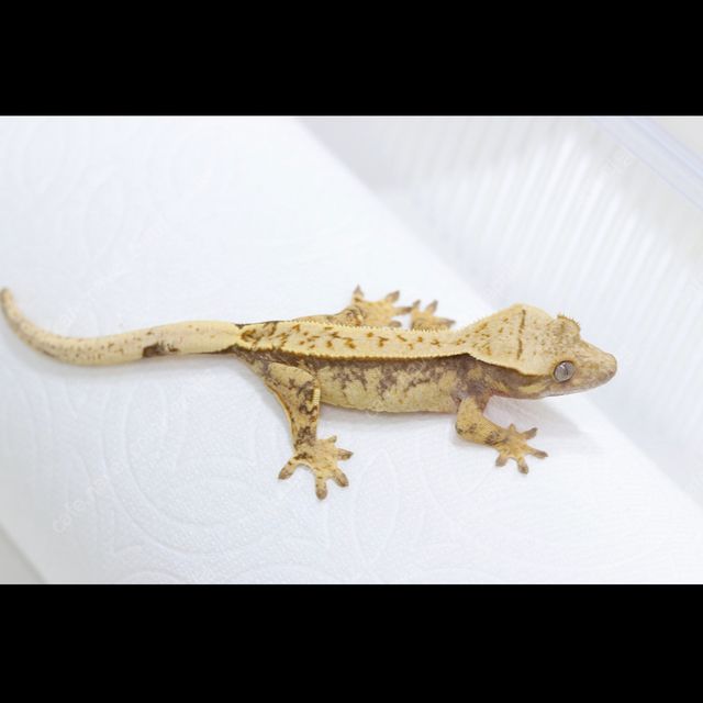 트라이 핀스트라이프