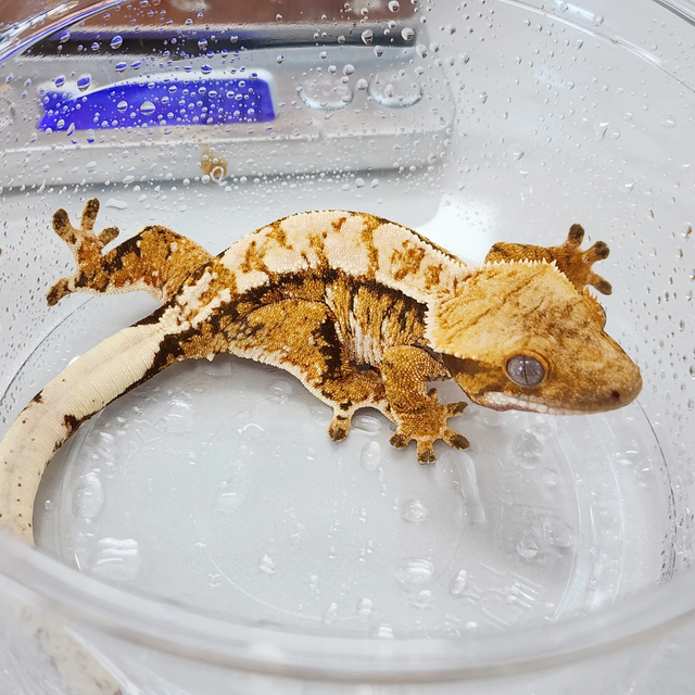 트라이 텐저린 익스트림할리퀸