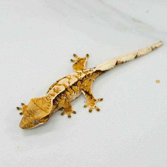 트라이 텐저린 익스트림할리퀸