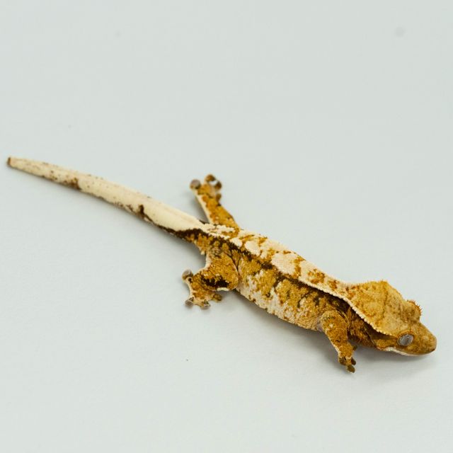 트라이 텐저린 익스트림할리퀸