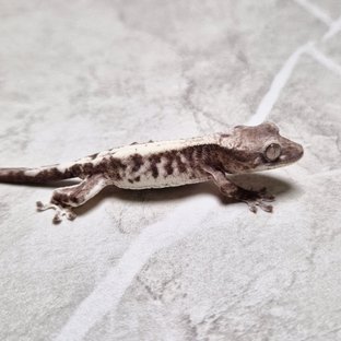 Luwak LW Lilly Het Axanthic Het Axanthic