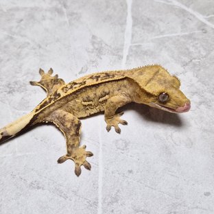 Het Axanthic